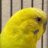 BIRD, BUDGIE, CHEAP, HANDTAME, BUY NOW