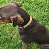 Doberman Pinscher 