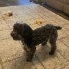Female toy poodle