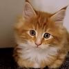 Maine coon