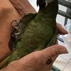 Hahn’s/Severe Macaw Baby