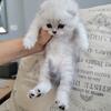 Scottish fold and straight kittens    sold 