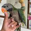 Baby female Derbyan parakeet