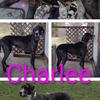 Anala great dane female