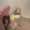 cinnamon cockatiel babies