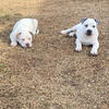 American Bully Puppies 
