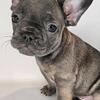 Beautiful Healthy Frenchie Puppies!!!