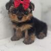 Yorkie Puppies for sale New York and New Jersey