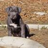 Cane Corso pups
