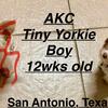 AKC Tiny Chocolate Parti Yorkie boy
