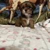 Lhasa Apso puppies (AKC)