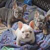 French Bulldogs 