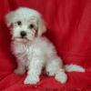 Bichon Puppies ready now