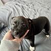  Puppy Pitbull mixes, brother & sister here