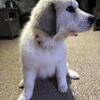 Full Bred Great pyrenees