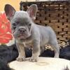 Adorable $300 French Bulldog Pups
