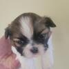 Pure bred Shih Tzu boys