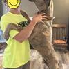 Great Dane puppies!