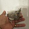 Baby Cockatiels 