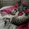 Bengal kittens SALE PRICE DECREASED 