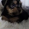 Yorkie × french bulldog puppies (frorkie)