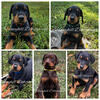 Doberman Puppies