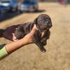Beautiful cane corso puppies 