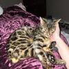 Bengal Female looking for a male to use as a stud