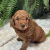 Mini Goldendoodle puppy