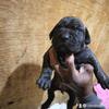 Purebred Presa Canario 2 Pups Available