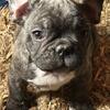Faux French(Frenchton) pup for sale