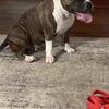 Free American bully 
