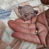 Elf Sphynx/dwelf kittens