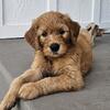 Goldendoodle