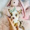 Pocketbook/ Teacup Merle Chihuahua For sale 