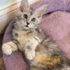 Maine coon kitten