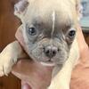 12 weeks old akc French bulldog puppies available 