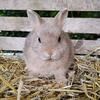 Netherland Dwarf buck bunnies