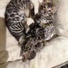 Bengal kittens