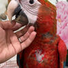 Male High Red Capri Macaw Baby 352-356-5236