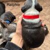 AKCBostonTerrier-Ralphie-BlackWhiteMale-KingsAKCBostonTerriers-NWOHIO