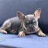 French bulldog 