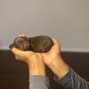 Chocolate and Rust Miniature pincher (Pensacola Fl)
