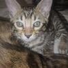 Bengal kitten