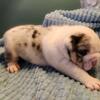 Cute Exotic English Bulldog puppies 