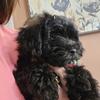 Shih Poo