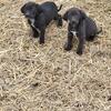 Puppies 