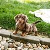 Cute Dachshund Puppies