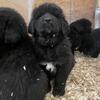 %100 Tibetan Mastiff Puppies
