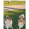 Rough Collie Puppies 